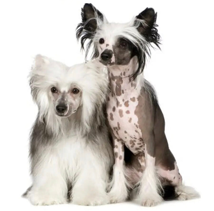 Chinese Crested Dog Diamond Painting Kit 7 sizes 3 styles Home Kennel Office Decor Christmas Gift Present CC Lovers