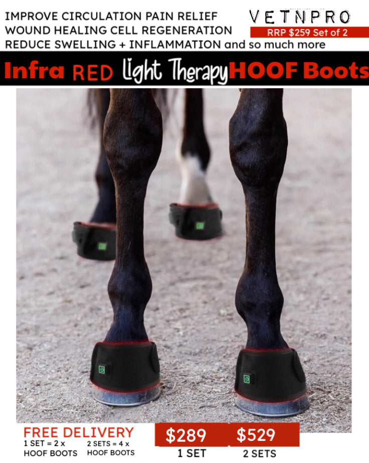 ✴️Equine Infrared RTL PRO RANGE Package Deal: 4 x Horse Boots + 4 x HOOF Boots + 1 x Poll Cap Neck Wrap High Quality Equine IRLT Medical Grade