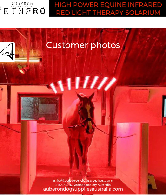 Equine Infrared Red Light Therapy Solarium