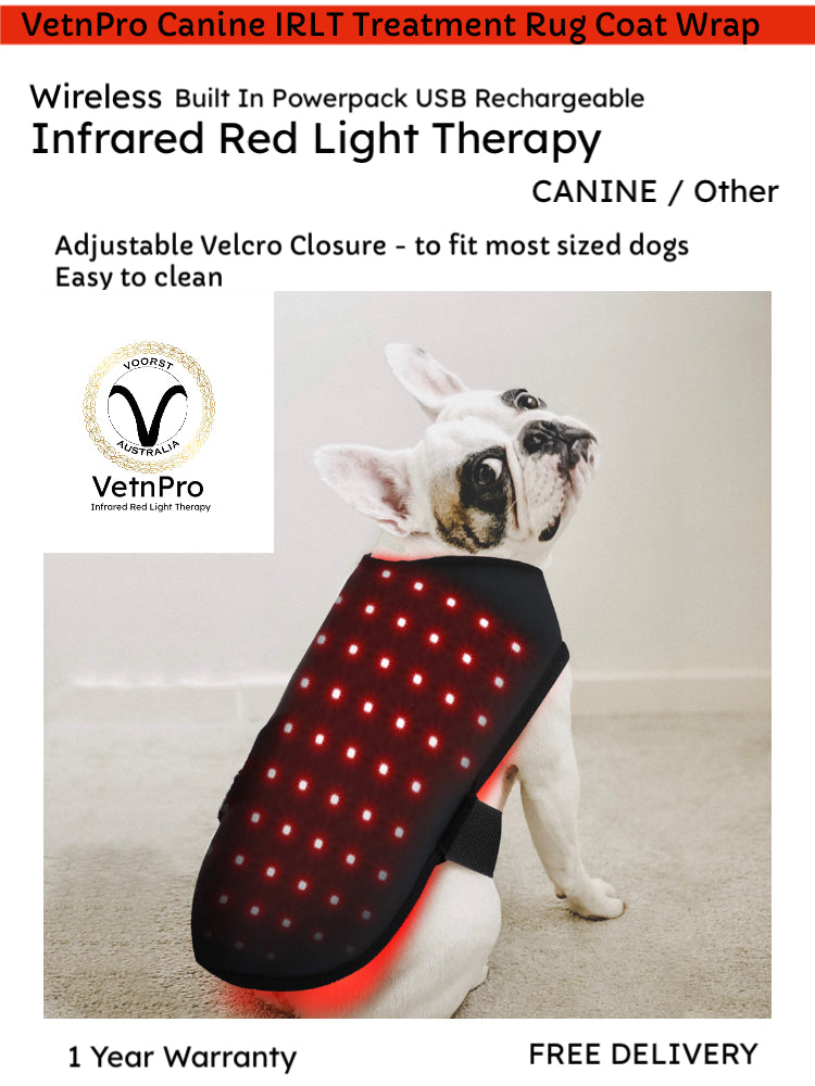 Disco dog hotsell led vest